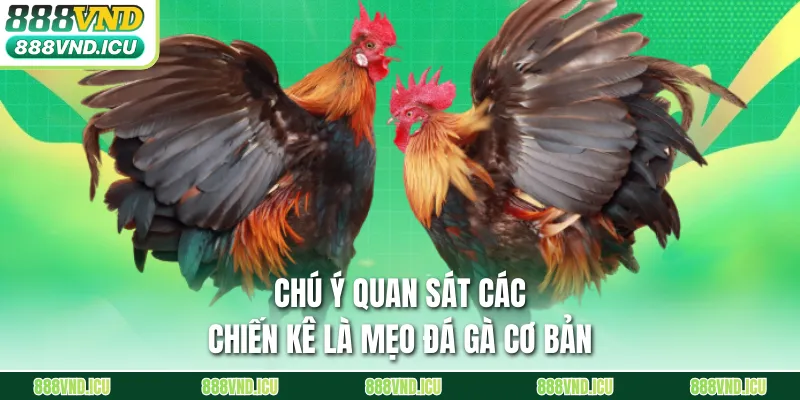 Chú ý quan sát các chiến kê là mẹo đá gà cơ bản