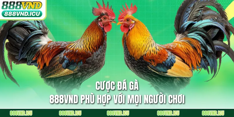 Cược đá gà 888VND phù hợp với mọi người chơi
