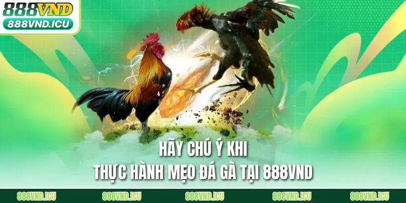 Hãy chú ý khi thực hành mẹo đá gà tại 888VND