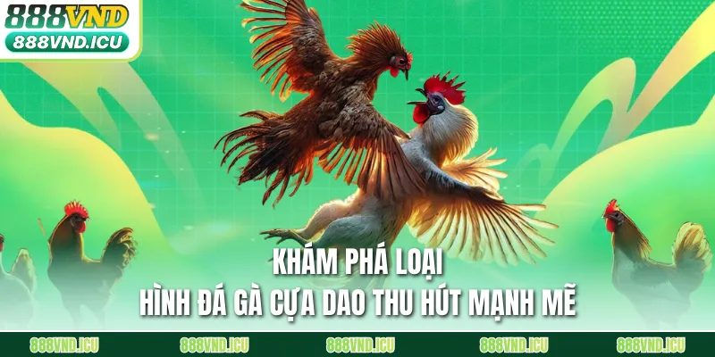 Khám phá loại hình đá gà cựa dao thu hút mạnh mẽ