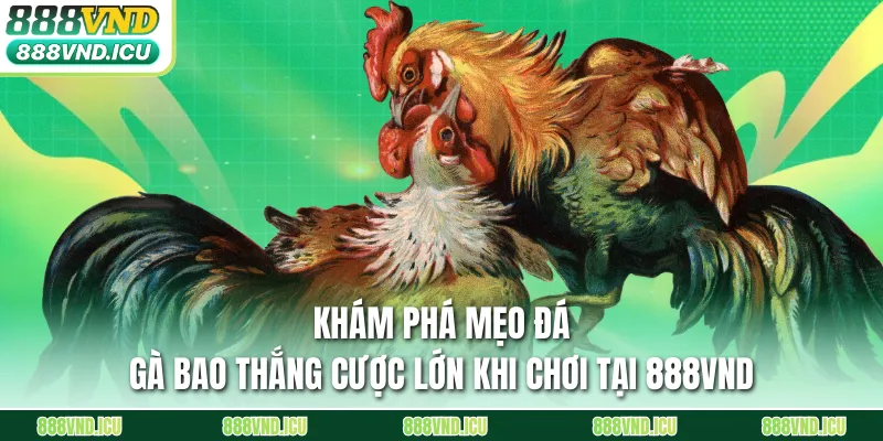 Khám Phá Mẹo Đá Gà Bao Thắng Cược Lớn Khi Chơi Tại 888VND
