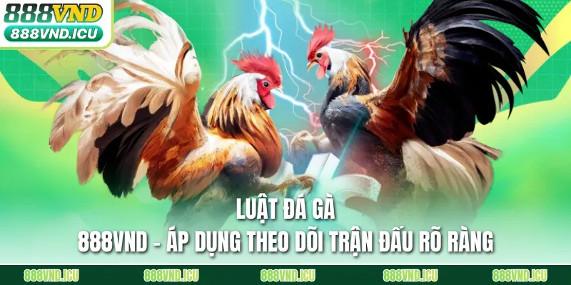 Luật Đá Gà 888VND - Áp Dụng Theo Dõi Trận Đấu Rõ Ràng