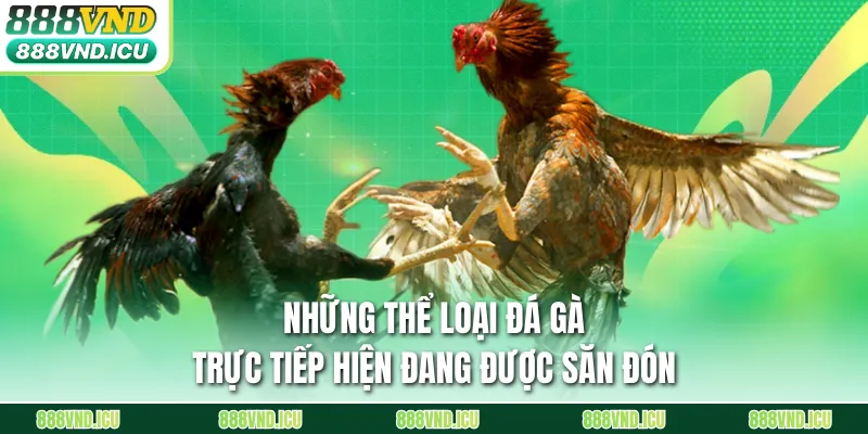 Những thể loại đá gà trực tiếp hiện đang được săn đón