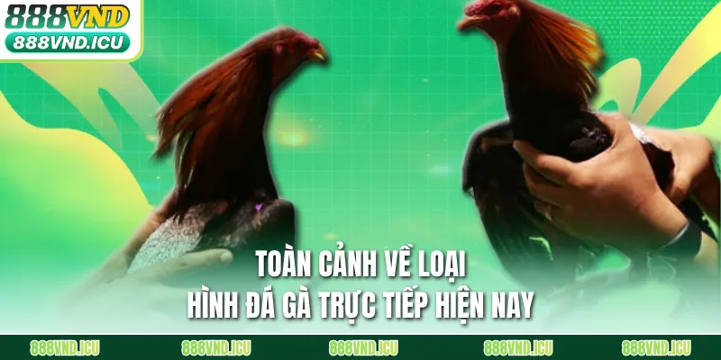 Toàn cảnh về loại hình đá gà trực tiếp hiện nay