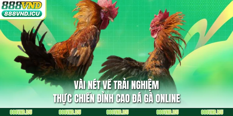 Vài nét về trải nghiệm thực chiến đỉnh cao đá gà online